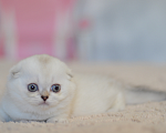 Кошки в Бахчисарае: Шотландский вислоухий котенок Девочка, 55 000 руб. - фото 2