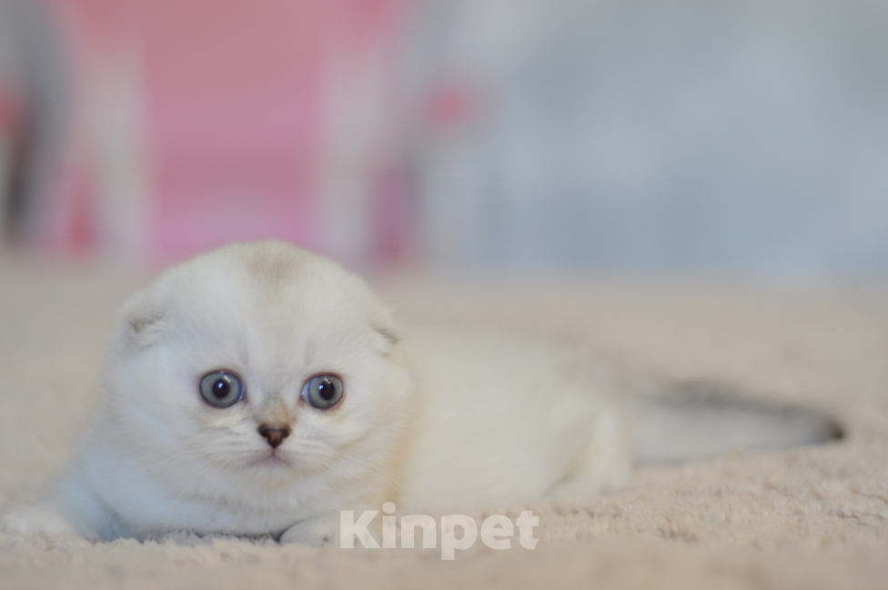 Кошки в Бахчисарае: Шотландский вислоухий котенок Девочка, 55 000 руб. - фото 2