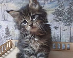 Кошки в Пензе: Мейн кун полидакт кот Мальчик, 25 000 руб. - фото 5