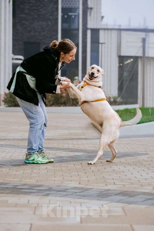 Собаки в Москве: Лабрадуринка Сия ищет дом Девочка, Бесплатно - фото 7