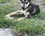 Собаки в Симферополе: Зефирка Девочка, Бесплатно - фото 1