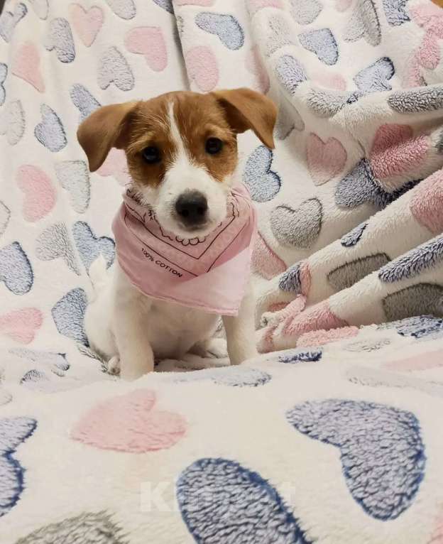 Собаки в Ступино: Продаю джек рассел Девочка, 18 000 руб. - фото 1