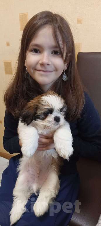 Собаки в Санкт-Петербурге: Мальчик ши-тцу бело-золотой Мальчик, 40 000 руб. - фото 6