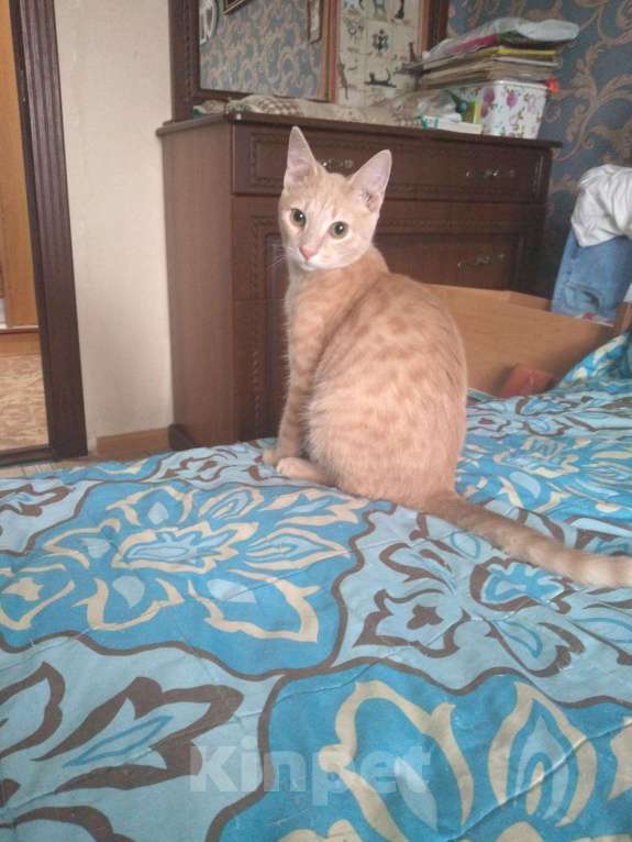 Кошки в Добрянке: Персиковый котик, 50 руб. - фото 1