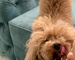 Собаки в Краснодаре: Потерялась маленькая рыжая собачка !  Девочка, 5 000 руб. - фото 4