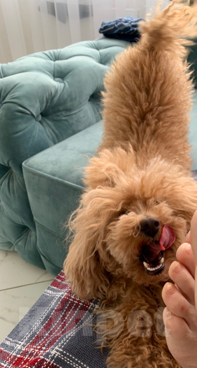 Собаки в Краснодаре: Потерялась маленькая рыжая собачка !  Девочка, 5 000 руб. - фото 4