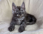 Кошки в Дмитрове: Черный дымчатый мальчик мейн кун Мальчик, 50 000 руб. - фото 5