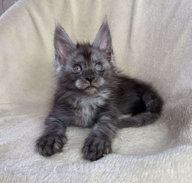 Кошки в Дмитрове: Черный дымчатый мальчик мейн кун Мальчик, 50 000 руб. - фото 5