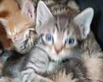 Кошки в Саратове: Котята в добрые руки Разнополые, Бесплатно - фото 2
