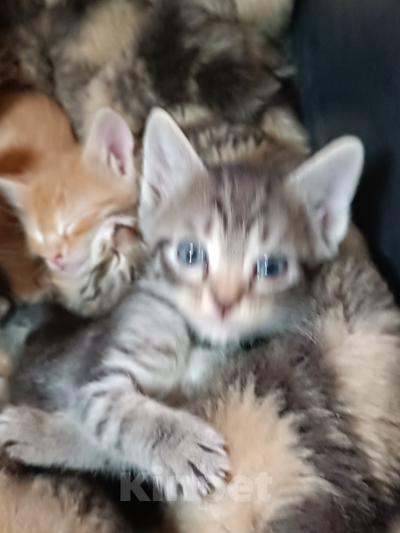 Кошки в Саратове: Котята в добрые руки Разнополые, Бесплатно - фото 2