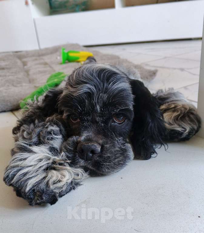 Собаки в Чапаевске: ЩЕНКИ АМЕРИКАНСКОГО КОКЕР-СПАНИЕЛЯ 🐶✨ Мальчик, 50 000 руб. - фото 4