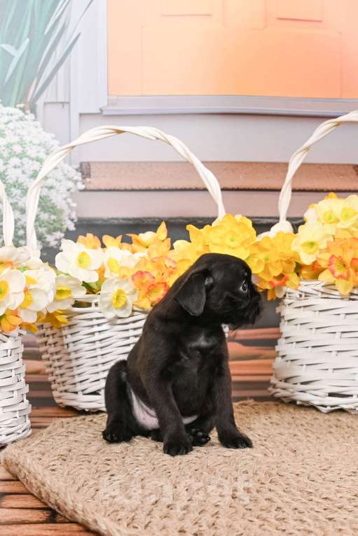 Собаки в Санкт-Петербурге: Щенок Бельгийского гриффона, мальчик Мальчик, 45 000 руб. - фото 2