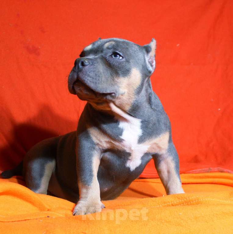 Собаки в Пушкино: Девочка - булли Девочка, 80 000 руб. - фото 5