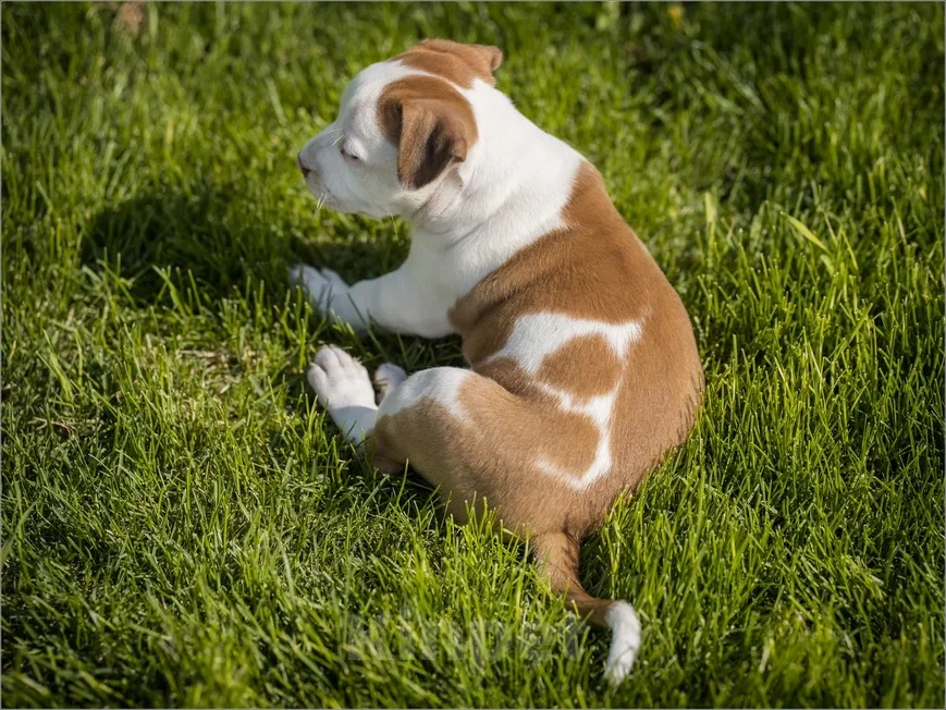 Собаки в Самаре: Щенки АСТ из питомника Мальчик, 30 000 руб. - фото 7