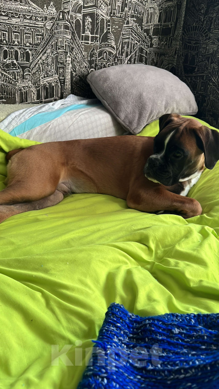 Собаки в Омске: Щенок немецкого боксера 7 месяцев  Мальчик, Бесплатно - фото 3