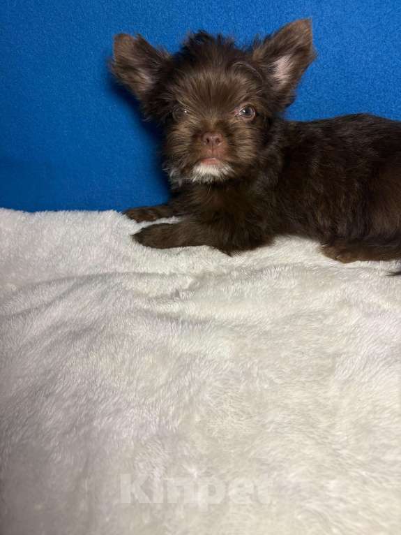 Собаки в Москве: Йоркширский  терьер     Мальчик Мальчик, 20 000 руб. - фото 1