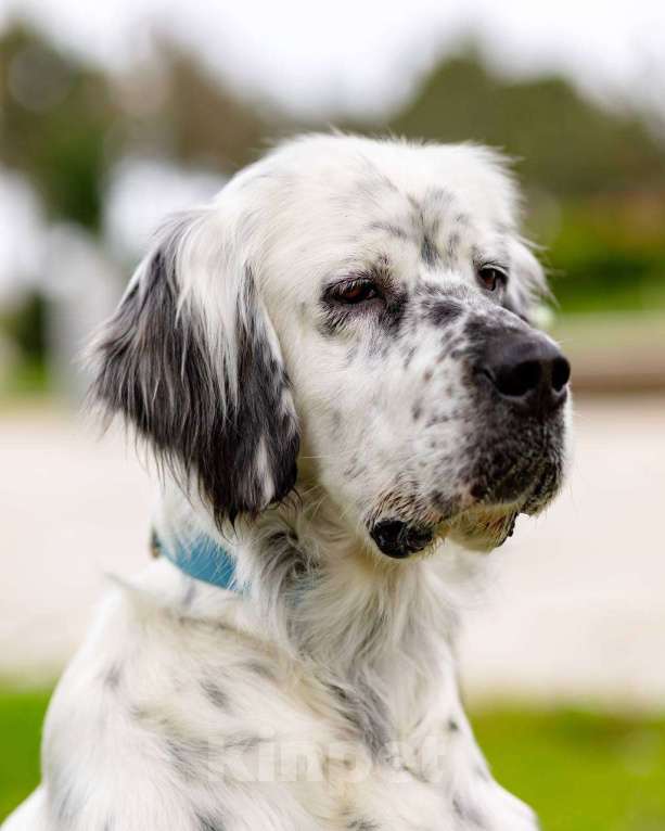 Собаки в Москве: Английский сеттер Каспер ищет дом. Мальчик, Бесплатно - фото 1