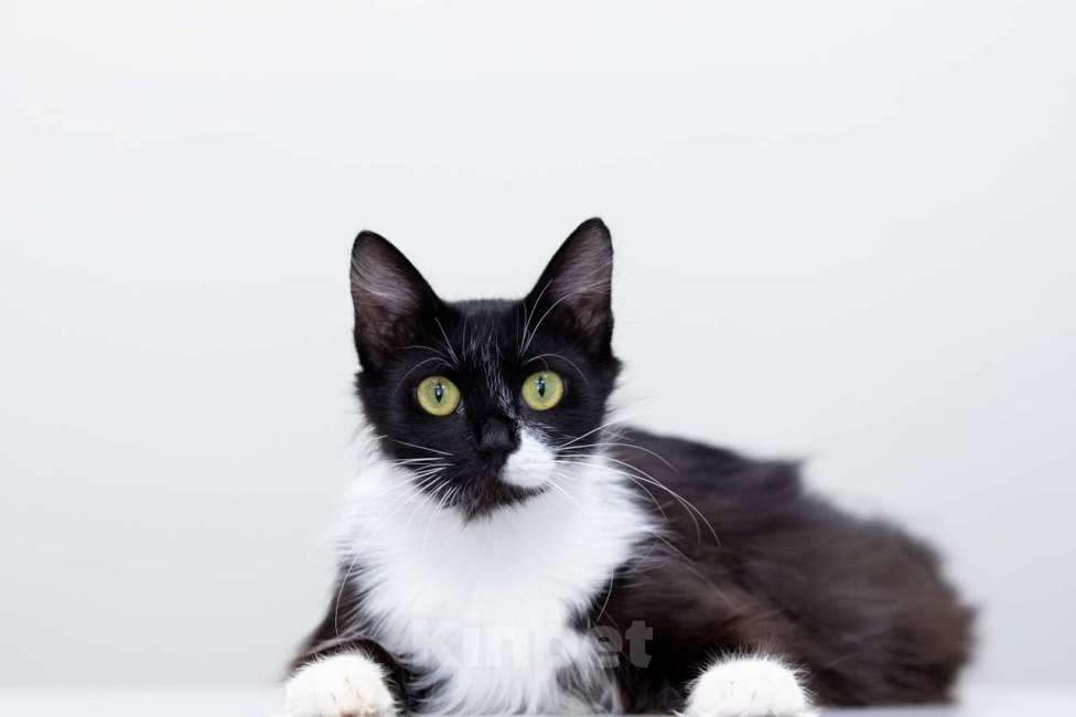 Кошки в Москве: Матильда Девочка, Бесплатно - фото 5