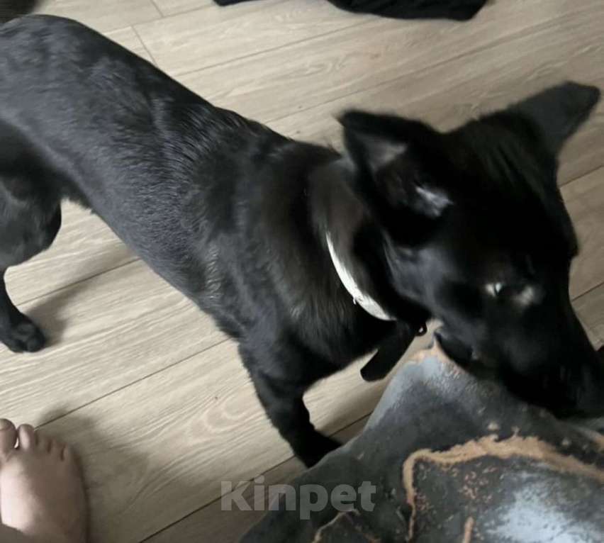 Собаки в Санкт-Петербурге: Щенок в добрые руки  Девочка, 1 000 руб. - фото 3