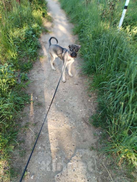 Собаки в других городах Московской области: Отдам щенка в добрые руки Мальчик, Бесплатно - фото 3
