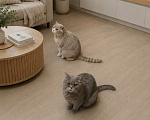 Кошки в Подольске: Отдам в добрые руки двух домашних котиков Разнополые, Бесплатно - фото 2