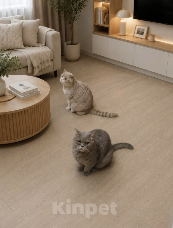 Кошки в Подольске: Отдам в добрые руки двух домашних котиков Разнополые, Бесплатно - фото 2
