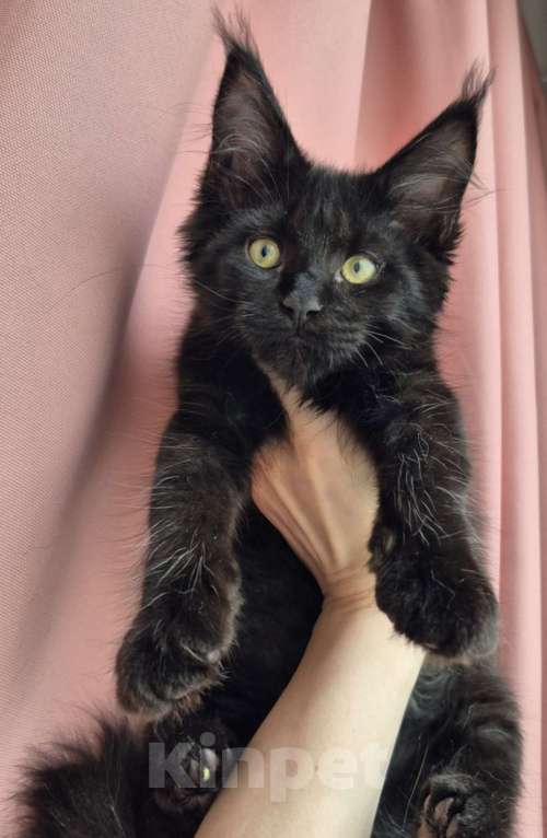 Кошки в Санкт-Петербурге: Мейн кун Nala Девочка, Бесплатно - фото 2