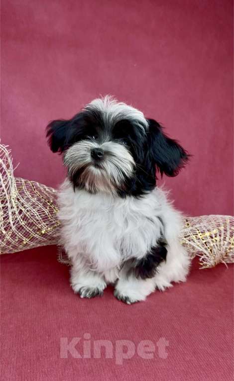 Собаки в Москве: Мальтипушка- минюшечная девочка.  Девочка, Бесплатно - фото 1