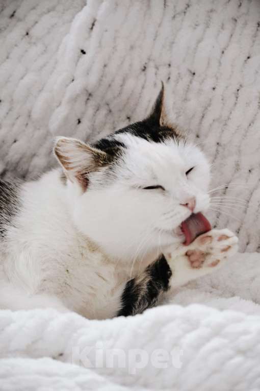 Кошки в Москве: Шарлотта в поиске семьи Девочка, Бесплатно - фото 4