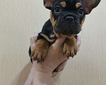 Собаки в Белореченске: Французский бульдог Мальчик, Бесплатно - фото 1