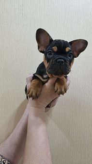 Французский бульдог