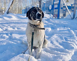 Собаки в Москве: Очень умная и благодарная собака Герда ищет семью! Девочка, Бесплатно - фото 3