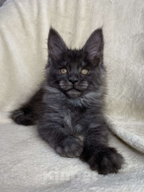 Кошки в Дмитрове: Черная дымчатая девочка мейн кун Yanetta Девочка, 15 000 руб. - фото 1