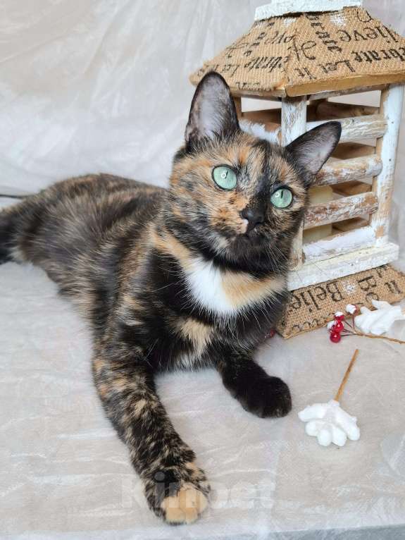 Кошки в Москве: Кошка с изумрудными глазами в добрые руки  Девочка, Бесплатно - фото 2