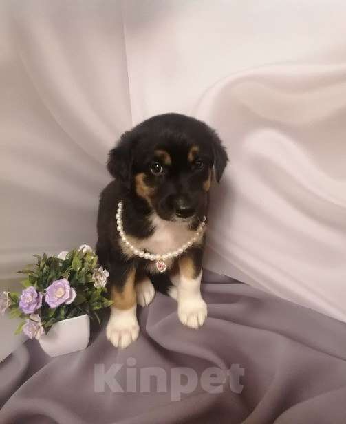 Собаки в Москве: Щенок девочка Девочка, Бесплатно - фото 1