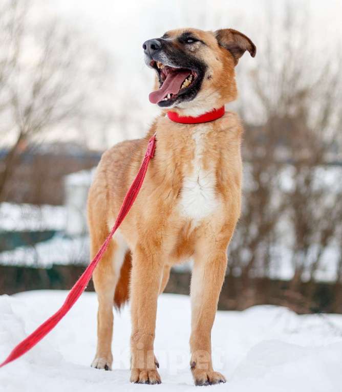 Собаки в Москве: Пона Девочка, Бесплатно - фото 3