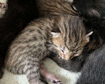 Кошки в Симферополе: домашние, здоровые котята Мальчик, 30 руб. - фото 2