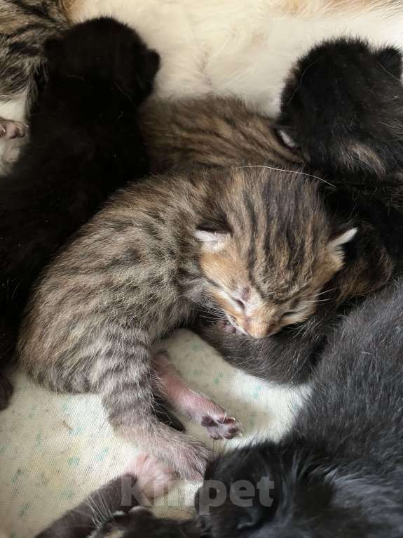 Кошки в Симферополе: домашние, здоровые котята Мальчик, 30 руб. - фото 2