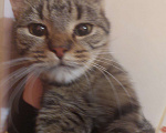 Кошки в Курске: Кот Мальчик, 1 руб. - фото 1