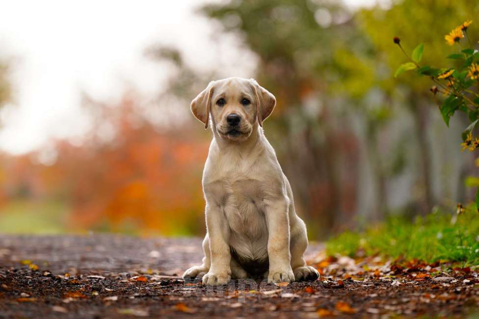 Собаки в Воронеже: Палевая красавица  Девочка, Бесплатно - фото 1