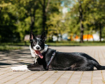 Собаки в Москве: Очаровательная малышка Джипси ищет дом! Девочка, Бесплатно - фото 3