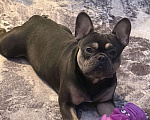 Собаки в Москве: Французский бульдог, вязка Мальчик, 7 000 руб. - фото 2