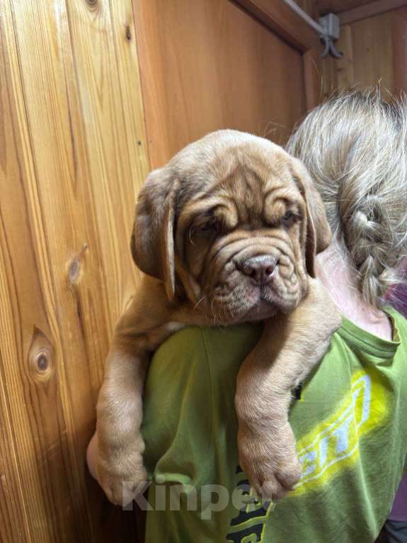 Собаки в Перми: Девочка бордоского дога Девочка, Бесплатно - фото 2