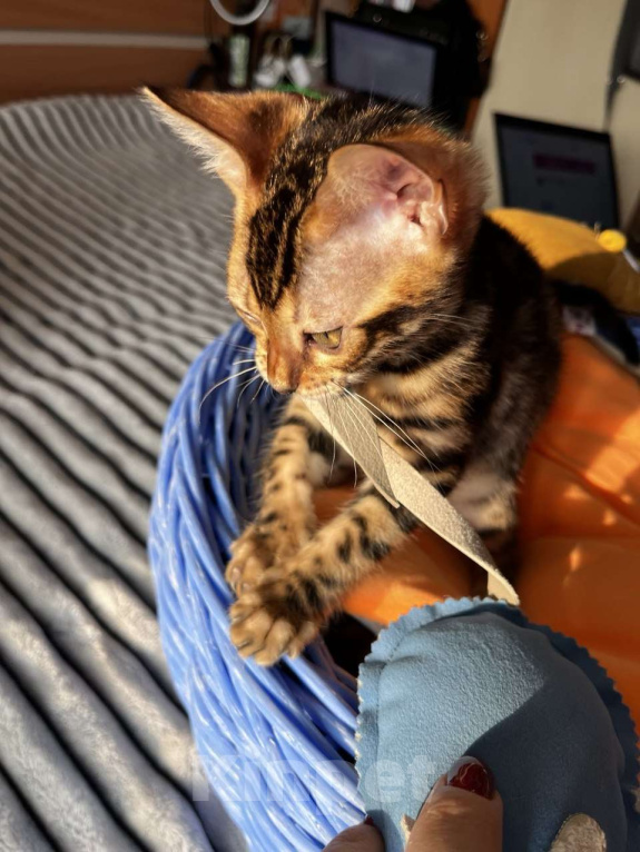 Кошки в Самаре: Бенгальская девочка Veritay Bayleys Девочка, 60 000 руб. - фото 4