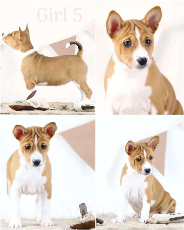 Собаки в Кропоткине: Щенки басенджи. Девочка, 80 000 руб. - фото 6