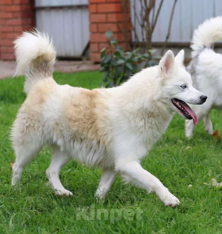 Собаки в других городах Московской области: Красивая и белоснежная собака в добрые руки бесплатно Девочка, Бесплатно - фото 1