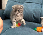 Кошки в Москве: Вислоухая крохотка-котенок, 1,5 месяца Девочка, Бесплатно - фото 3