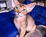 Кошки в других городах Московской области: Абиссинский котик дикого окраса Мальчик, 75 000 руб. - фото 2
