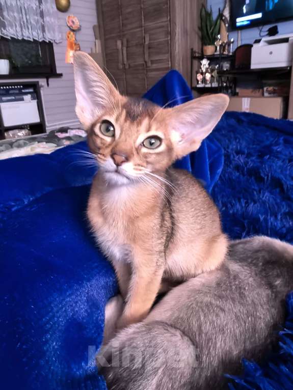 Кошки в других городах Московской области: Абиссинский котик дикого окраса Мальчик, 75 000 руб. - фото 2