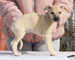Собаки в Москве: Палевый уиппет Мальчик, 40 000 руб. - фото 2